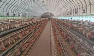 调查！卖价够不上成本价，鸡蛋产地收购价相较高点几近“腰斩”