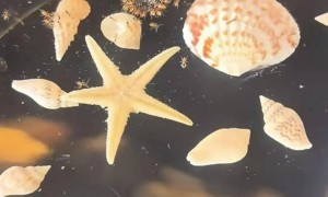 三亚4999元/晚的房内，游客看到虫子成群结队！酒店道歉