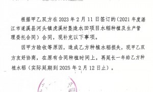 湛江即将可收割的数十亩优质水稻惨遭毁，农民落泪，谁之过？