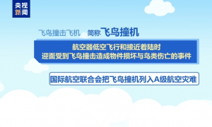 38人遇难29人生还 阿航客机坠毁或因撞上飞鸟？调查仍在进行